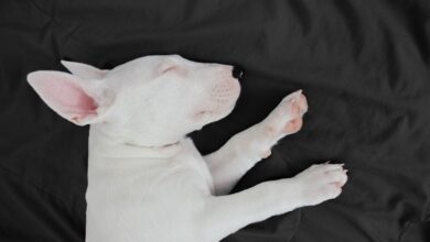 10 Best Dog Beds for Bull Terriers