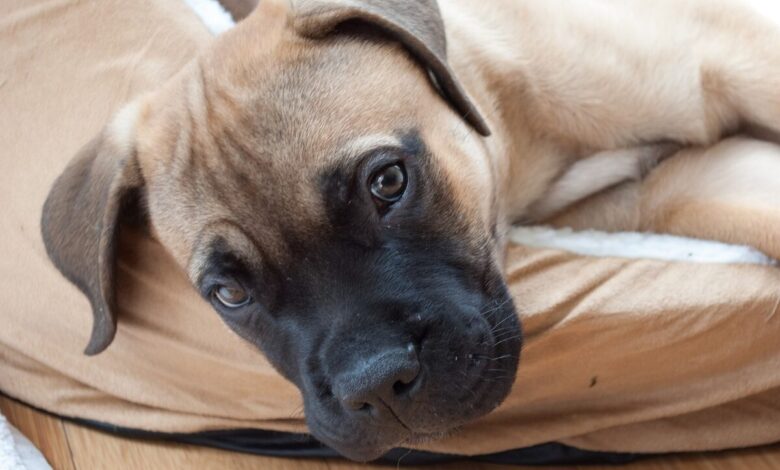 10 Best Dog Beds for Bullmastiffs