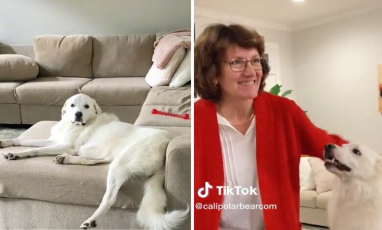 The giant polar bear dog fell to pieces when he saw his grandmother