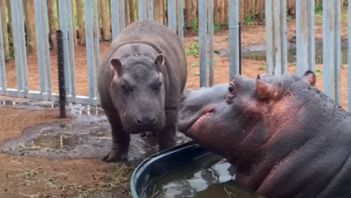 Baby hippo who thinks he's a rhino learns 'how to be a hippo'