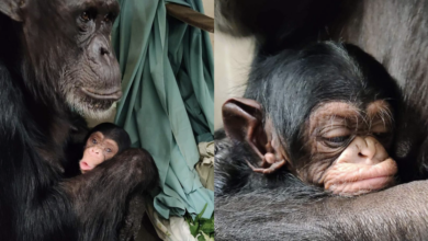 Mother chimpanzee groans with joy as she reunites with her recovering baby