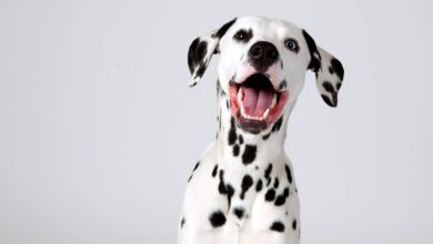 Dalmatian – Dogster