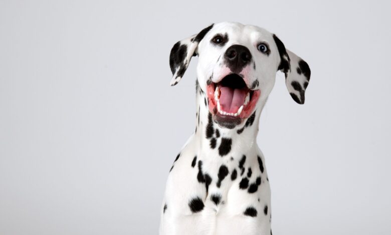 Dalmatian – Dogster