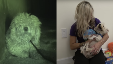 The devastated dog ended up in the LA River after its human passed away