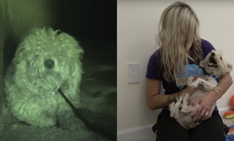 The devastated dog ended up in the LA River after its human passed away