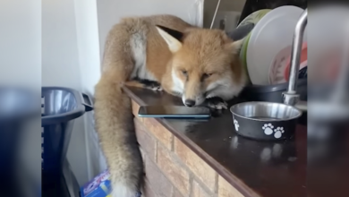 The fox sneakily tries to frame the dog after cleaning up the family's house