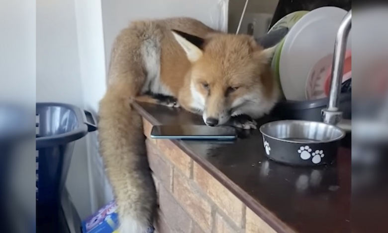 The fox sneakily tries to frame the dog after cleaning up the family's house