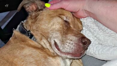 Old Pit Bull had 2 attacks on him then they found out his real age