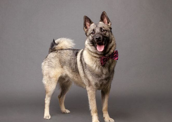 Meet Brave Norwegian Elkhound – Dogster