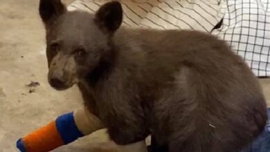 Baby bear was captured on camera while bathing in a puddle with his little toy bear