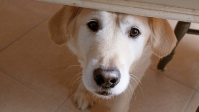 Prescription dog food faces mislabelling