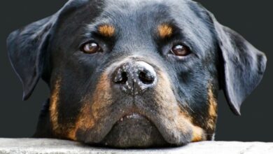 11 Best Raw Dog Food Brands for Rottweilers