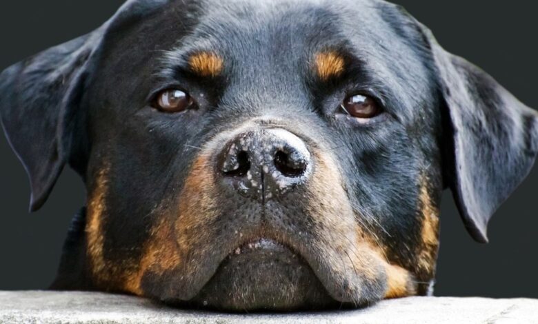 11 Best Raw Dog Food Brands for Rottweilers
