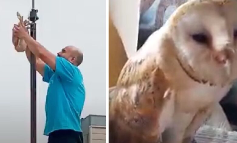 Golden Owl smiled at the rescuer who saved her and brought her back to health