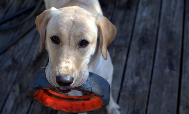 20 best durable toys for the lab