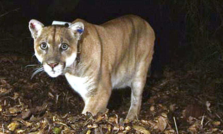 P-22, the famous Hollywood mountain lion, has been destroyed : NPR