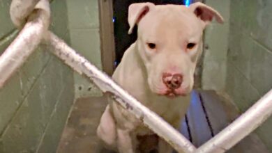 Pit Bull locked in a shelter has simultaneous superpowers