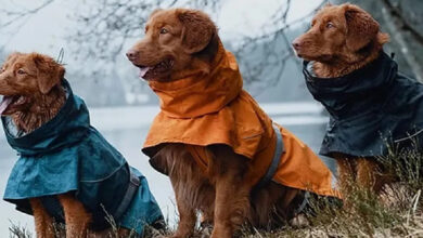 10 Best Raincoats For Dogs