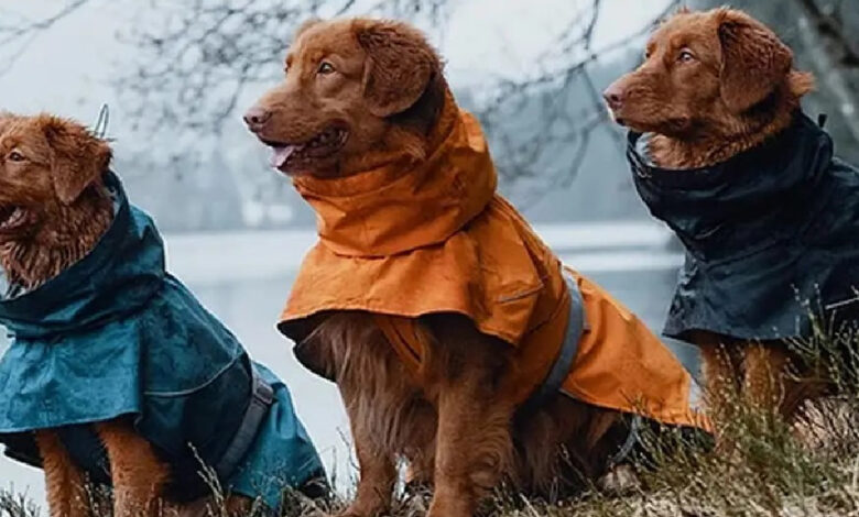 10 Best Raincoats For Dogs