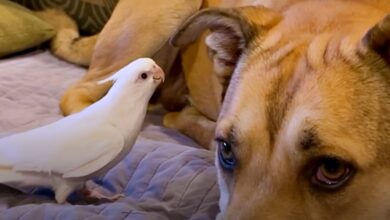 Bird's sole purpose is to annoy the dog that taught him all about love