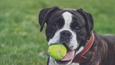 20 best durable toys for boxers