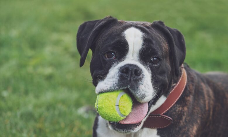 20 best durable toys for boxers