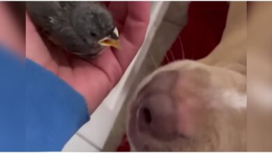 Woman is speechless when Pit Bull butts her nose at baby bird