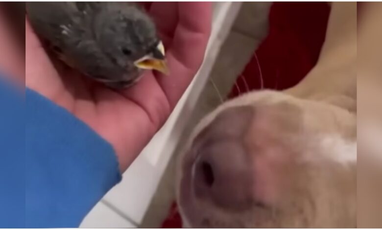 Woman is speechless when Pit Bull butts her nose at baby bird
