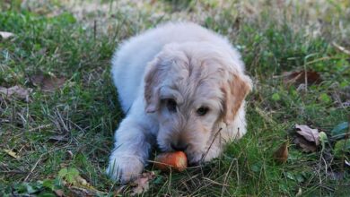 7 reasons why so many people switch their dogs to a raw diet