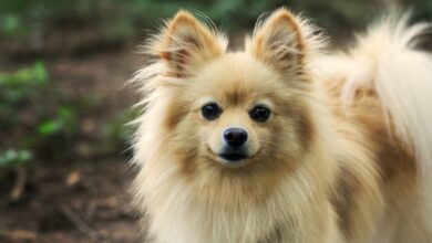 10 Best Fresh Dog Food Brands for Pomeranians in 2022