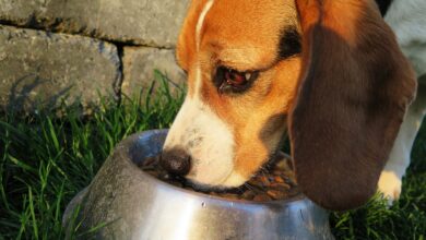 The 20 Best Foods for Allergic Beagles