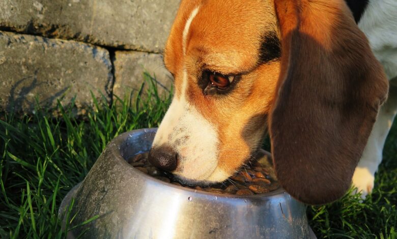 The 20 Best Foods for Allergic Beagles