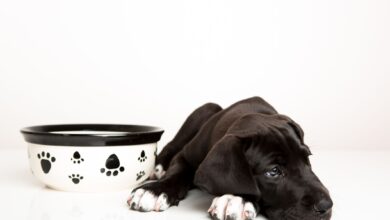 What to do when your dog won't eat - Dogster