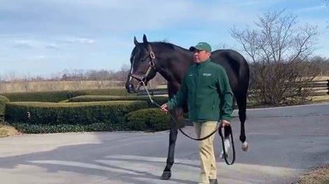 Airdrie Stud's Brooks Discussing The Rise of Girvin - Video -