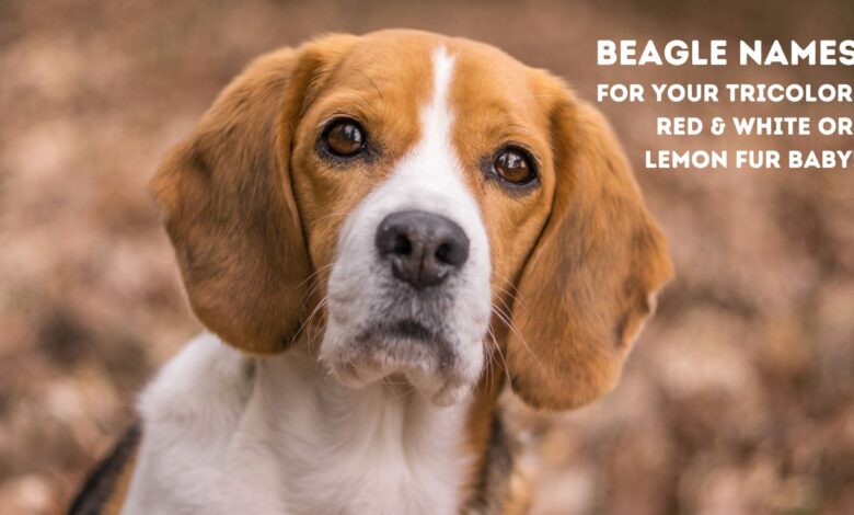 Creative Beagle names--from names inspired by movie Beagles to names that hark back to the Beagle