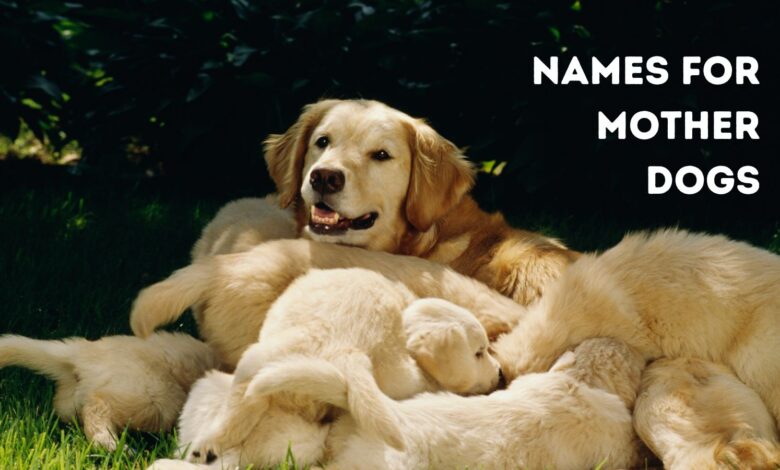 Names for Mother Dogs
