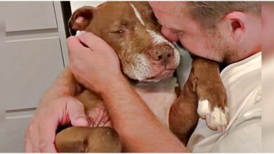 Homeless old dog tells sad story, man hugs him and listens
