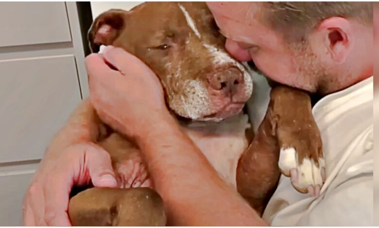 Homeless old dog tells sad story, man hugs him and listens