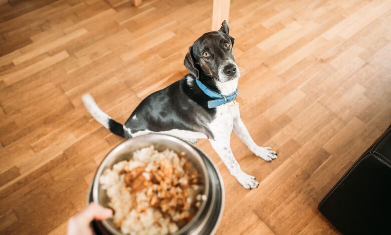 Great fiber-rich dog food – Dogster