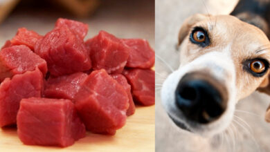 Get Cooking For Your Good Looking Hound
