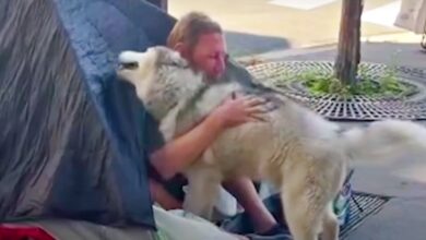 Dog teaches dad not to be prejudiced when she falls in love with a homeless man