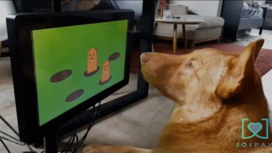 Interactive video games can help keep shelter dogs happy and senior minds sharp