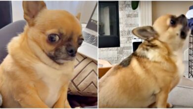 Chubby Chihuahua makes her mother sad when she embarrass her