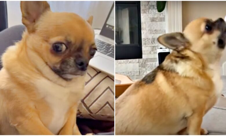 Chubby Chihuahua makes her mother sad when she embarrass her