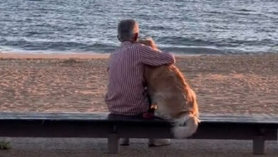 We bet you'll cry when you see this man and his dog watching the sunset together