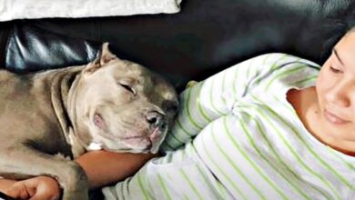 Soldier finds her 'soul dog' in a Pit Bull that was abandoned by a breeder