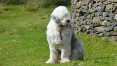 11 Best Raw Dog Food Brands for Old English Sheepdogs