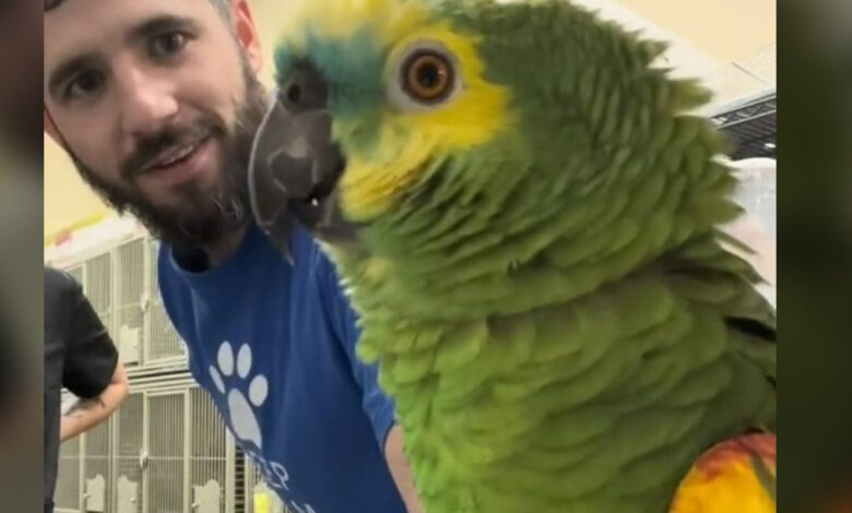 Parrot Smiling Leaves Brusher Cracked Up And Crying