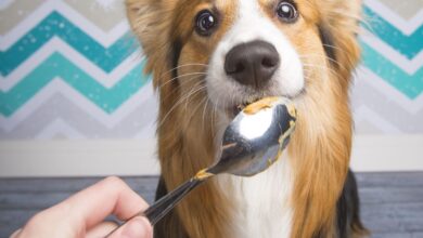 Is peanut butter good for dogs?  - the dog