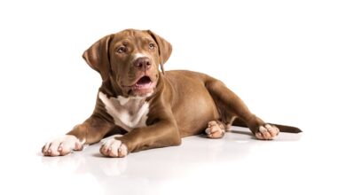 10 Best Fresh Dog Food Brands for Pit Bulls in 2022